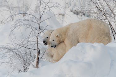 Arctic animal day-tour